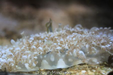 Cassiopeia jellyfish by Ryan Marchese 