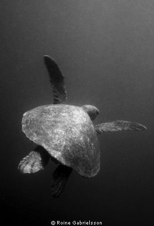 House reef in Wakatobi. by Roine Gabrielsson 