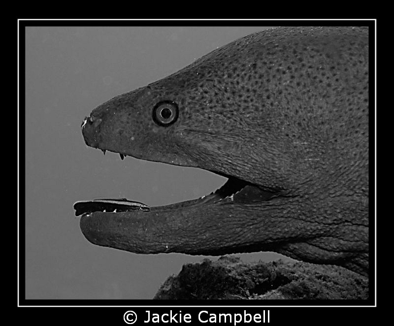 We were waiting near a cleaning station for some mantas t... by Jackie Campbell 