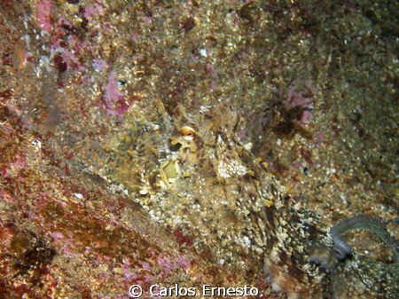 Hidden. Octupus vulgaris-Olympus c-7070 and ys 60 strob. by Carlos Ernesto 