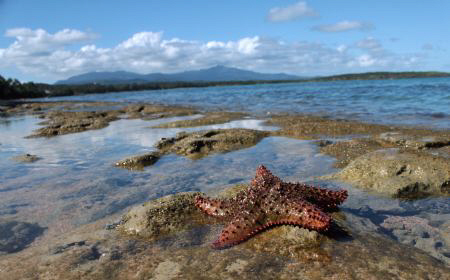 The shining star of the caribbean. by Juan Torres 
