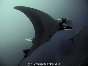 Lovely Manta, yay! by Victoria Mackenzie 