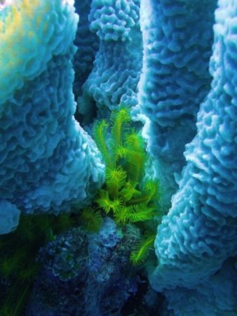 Golden Crinoid in Sponge on the atolls of Belize by Martin Spragg 