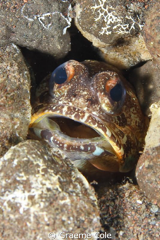 This little guy just wanted his pic taken. You just got t... by Graeme Cole 