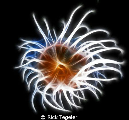 On the wreck of the Shinkoku Maru by Rick Tegeler 