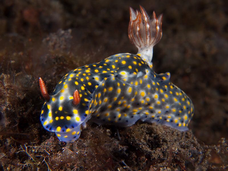 Hypselodoris kanga, Tulamben by Doug Anderson 