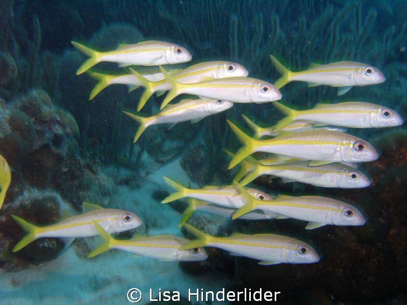Schooling Goats by Lisa Hinderlider 