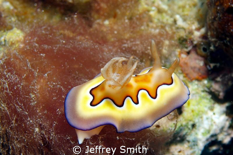 Nudibranch in Dumaguete off of Atlantis Resort by Jeffrey Smith 