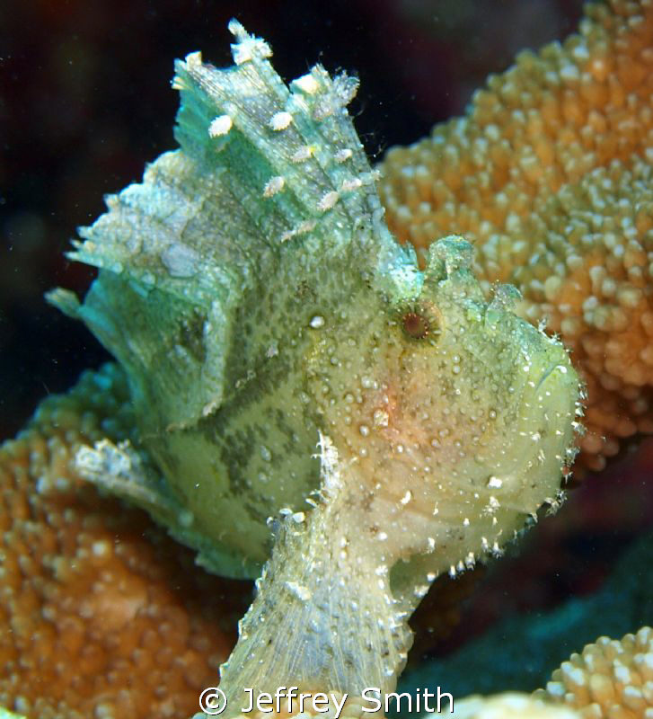 Frog fish house reef. Atlantis resort by Jeffrey Smith 