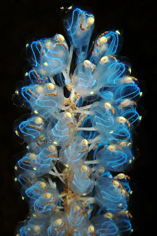 Ascidian colony, Tulamben by Doug Anderson 