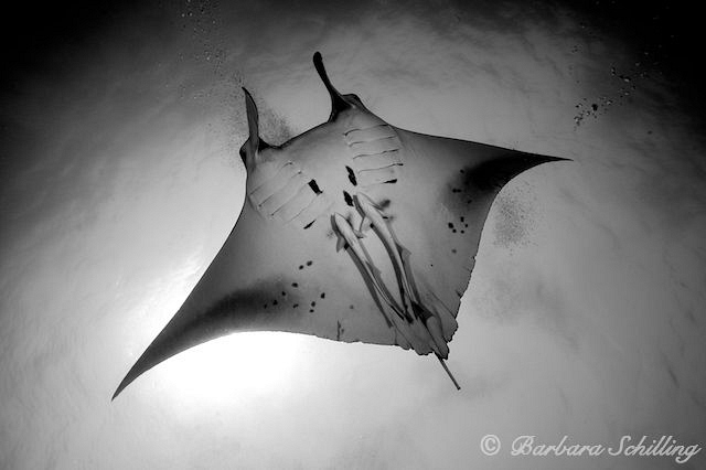 Free Ride for Remoras by Barbara Schilling 
