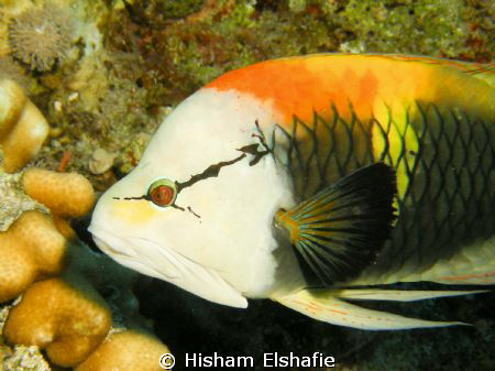 I shot This photo in the Hurgada Red sea, Please if any o... by Hisham Elshafie 