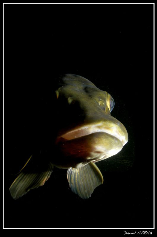... hmmmmm ... pike :-D by Daniel Strub 