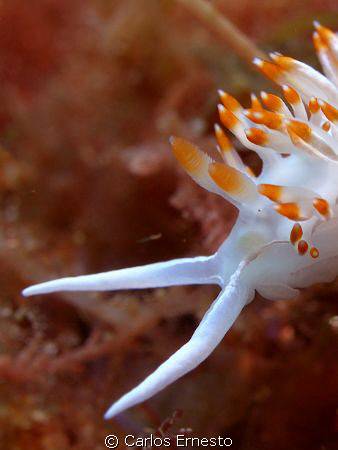 Flabelina babai. Olympus c-7070 and YS-60 Strob by Carlos Ernesto 