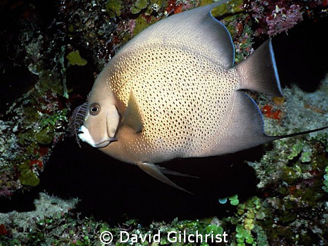 Angelfish by David Gilchrist 