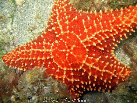 Cushion star by Ryan Marchese 
