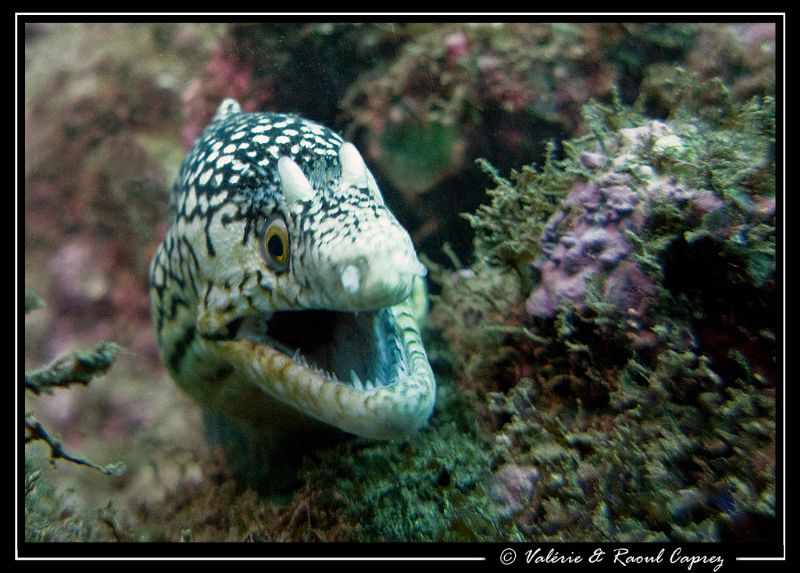 Small but authoritative :-) (Murenae melanotis) by Raoul Caprez 