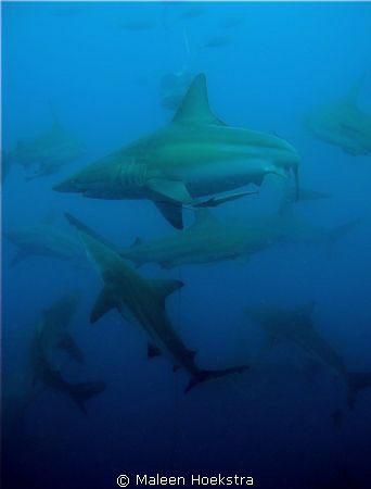 Sharks by Maleen Hoekstra 
