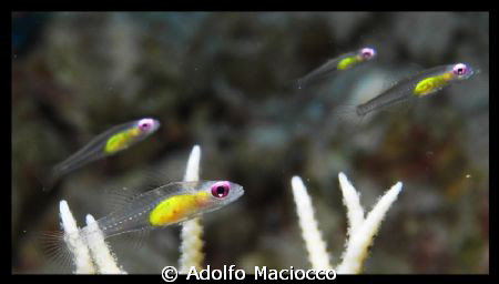 Redeye Gobies hovering over hard corals by Adolfo Maciocco 
