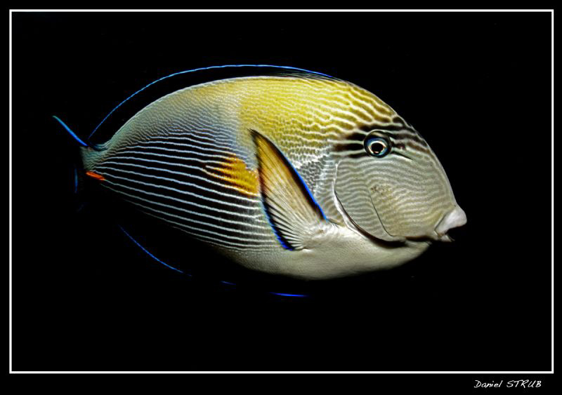 This surgeon fish was waiting for the divers to end the d... by Daniel Strub 