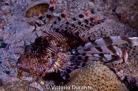 Lion fish by Vittorio Durante 