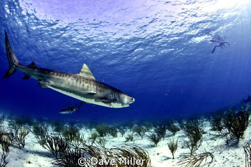 Old friends meeting again at Tiger beach by Dave Miller 