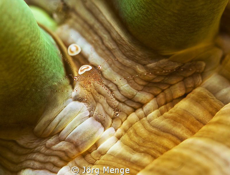 Commensal by Jörg Menge 