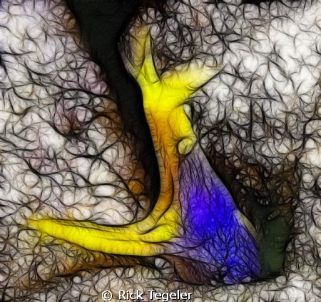 Blue Ribbon Eel by Rick Tegeler 