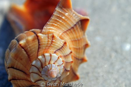 Whelk by Ryan Marchese 