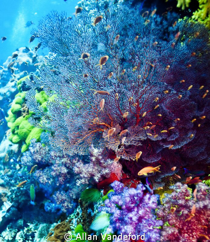 Image taken at Coral Corner w/ Canon 5D in an Aquatica ho... by Allan Vandeford 