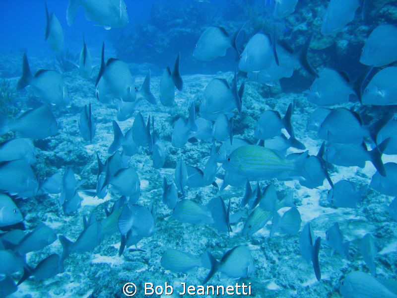 School of French Grunts by Bob Jeannetti 