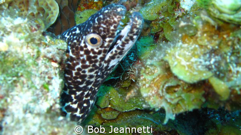 Moray Eel close up by Bob Jeannetti 
