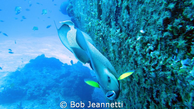 Pair of Angels on wreck dive. Cozumel, mexico by Bob Jeannetti 