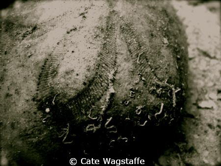 sand dollar by Cate Wagstaffe 