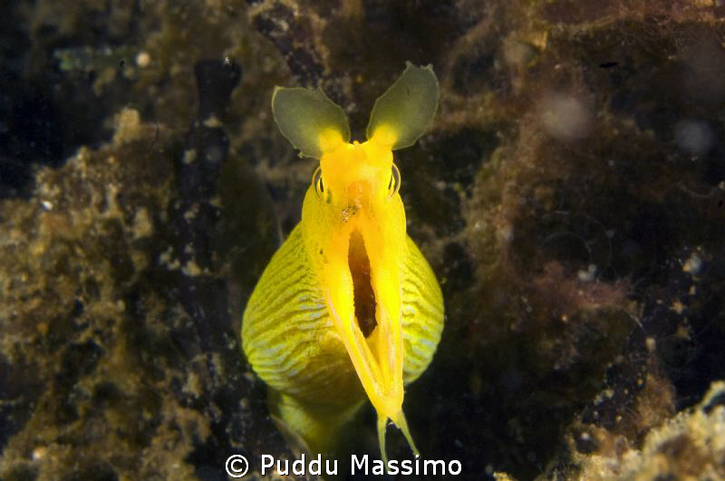 lembeh,nikond2x 60mm macro by Puddu Massimo 