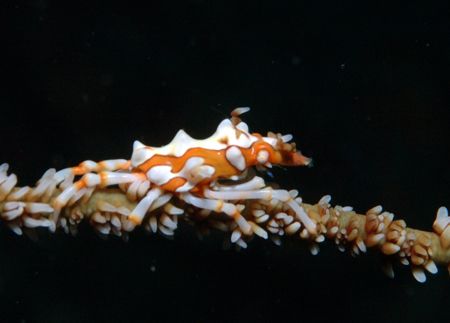 the orange brother of the xenocrab.... Manado island, Nor... by Giulio Arrigucci 