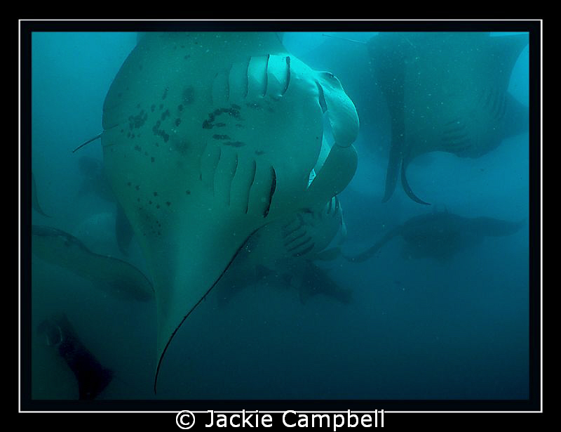 Manta feeding frenzy... :) by Jackie Campbell 