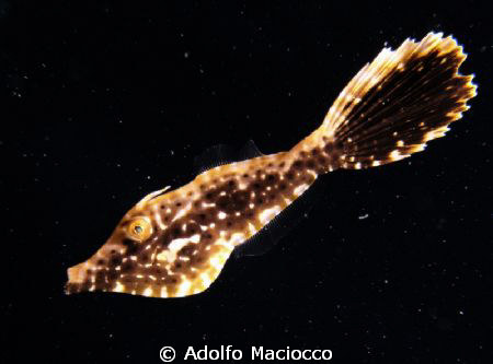Juvenile File fish in the "Space".
Did not clean backsca... by Adolfo Maciocco 