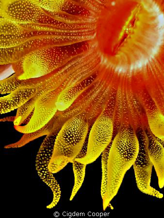 abstract red cup coral by Cigdem Cooper 