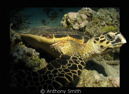 The first turtle i met... ;-) by Anthony Smith 