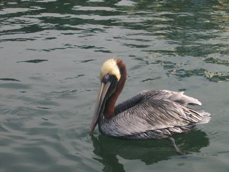 Pelican, Key West, FL, housed cannon powershot s-50, natu... by Steven Whitehead 