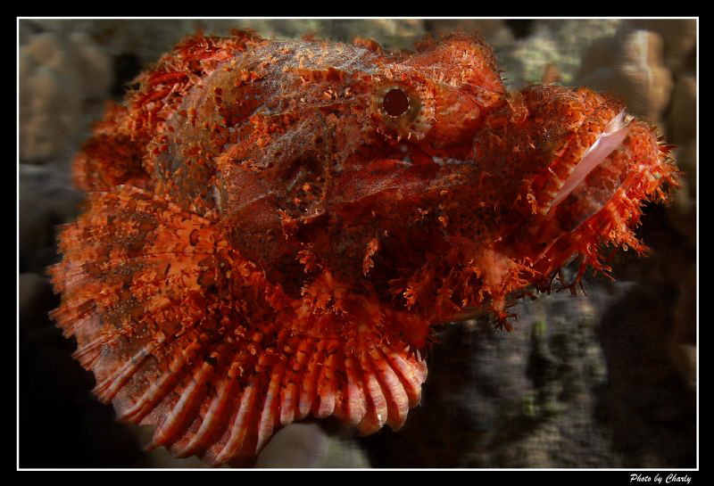 I've got lucky to saw this beauty so intensive red color ... by Charly Kotnik 
