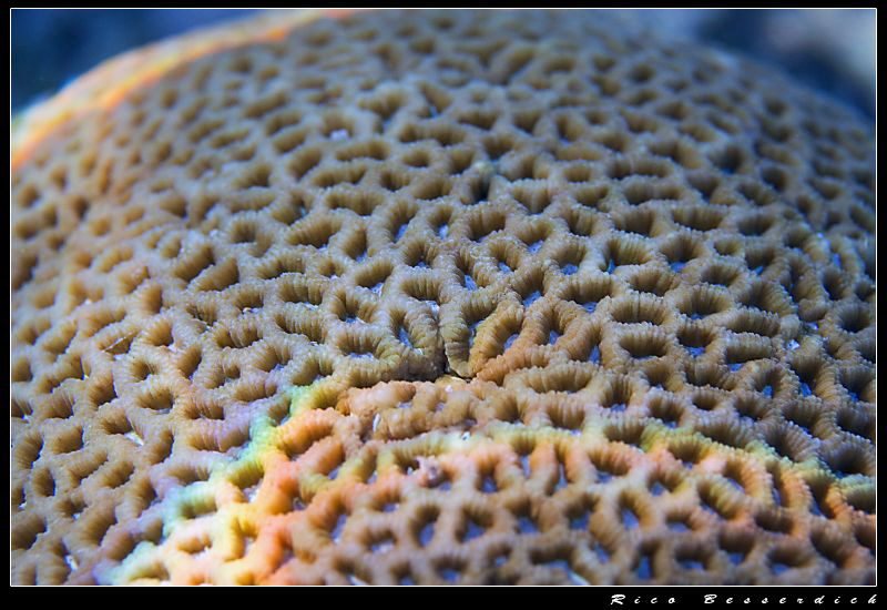 Abstract view of an hard-coral with the sunlight playing ... by Rico Besserdich 