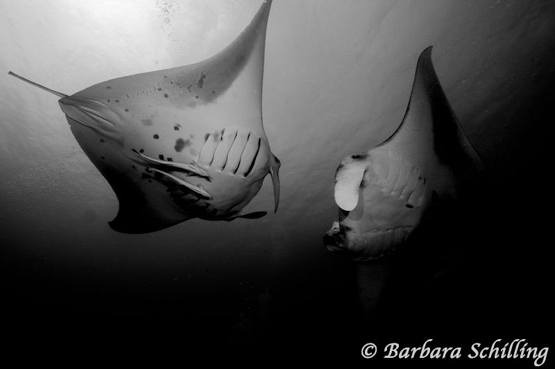 Dancing Mantas by Barbara Schilling 