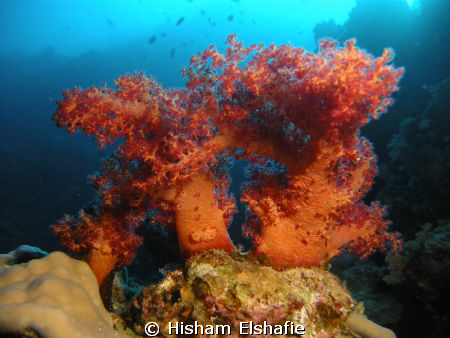Soft Corol by Hisham Elshafie 