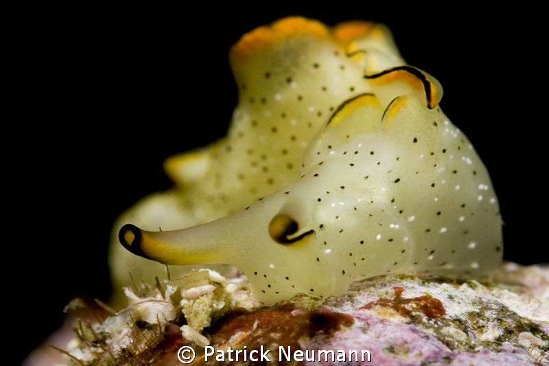 Nudi by Patrick Neumann 