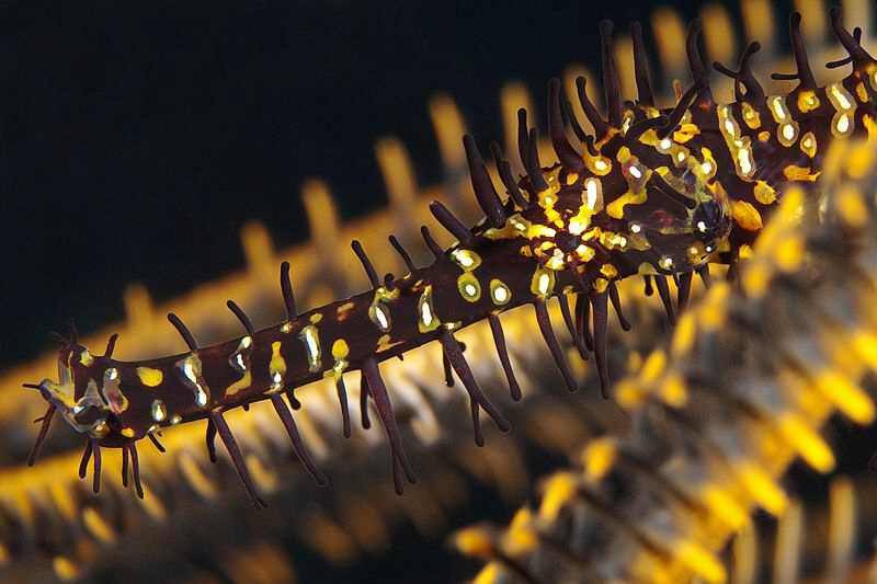 Ornate Ghost Pipefish, Tulamben by Doug Anderson 