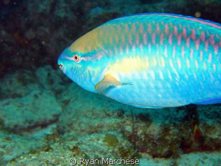 Princess Parrotfish by Ryan Marchese 