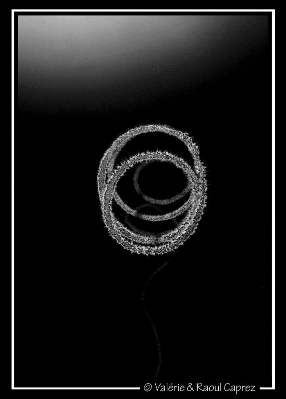 Question mark ? by Raoul Caprez 