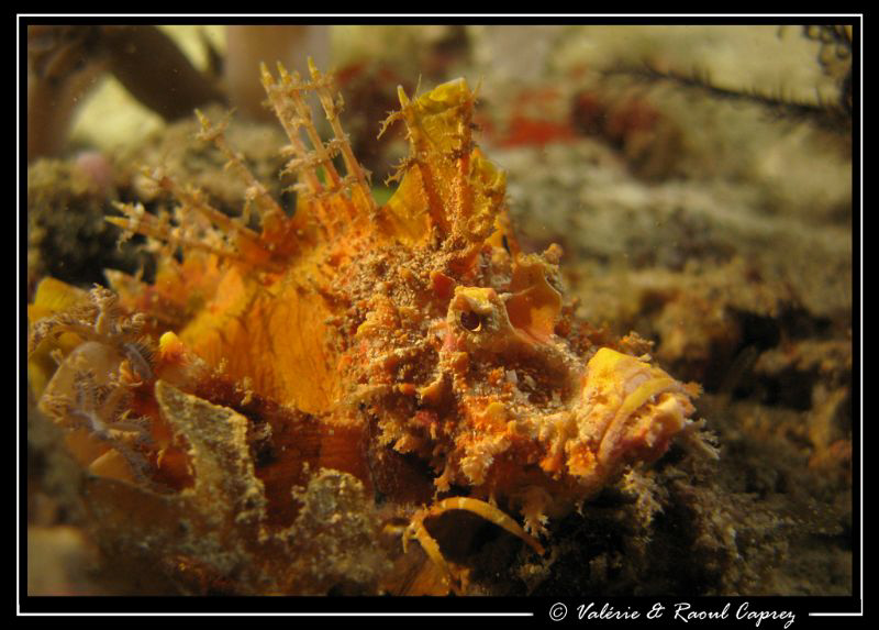 Spiky ? (Inimicus caledonicus) by Raoul Caprez 